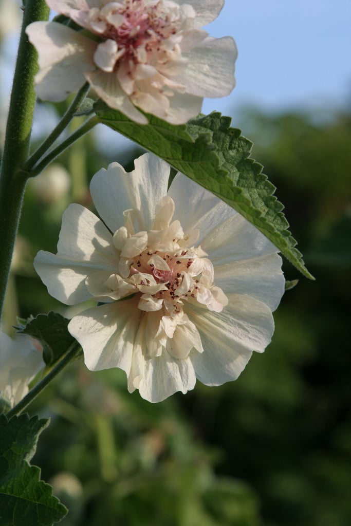 shrubby alcalthaea 'Parkallee'