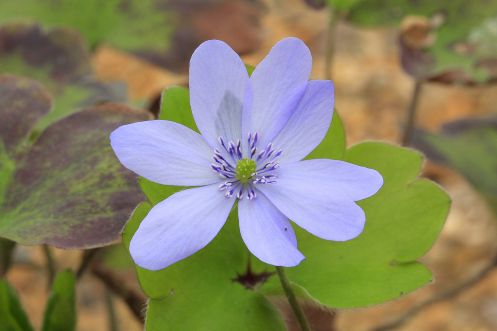 hepatica 'Ballardii'