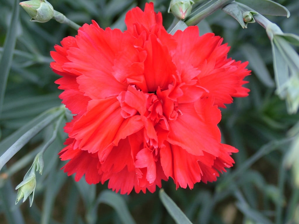 Dianthus Lady in Red (&Wp04 Xanthe&PBR) (p) | pink [Lady in Red ...