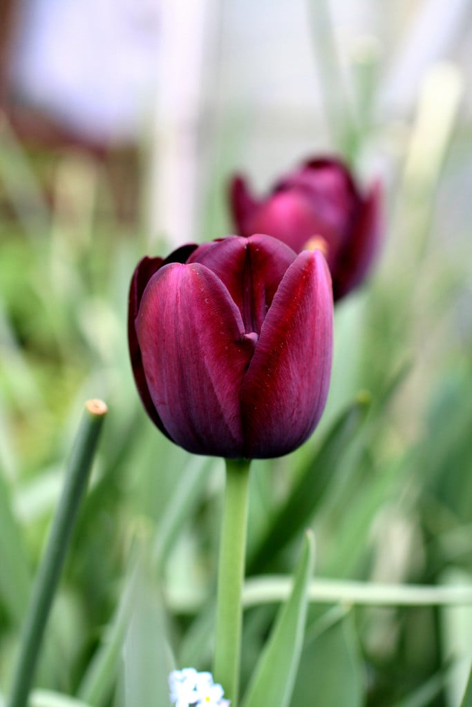 tulip 'Queen of Night'