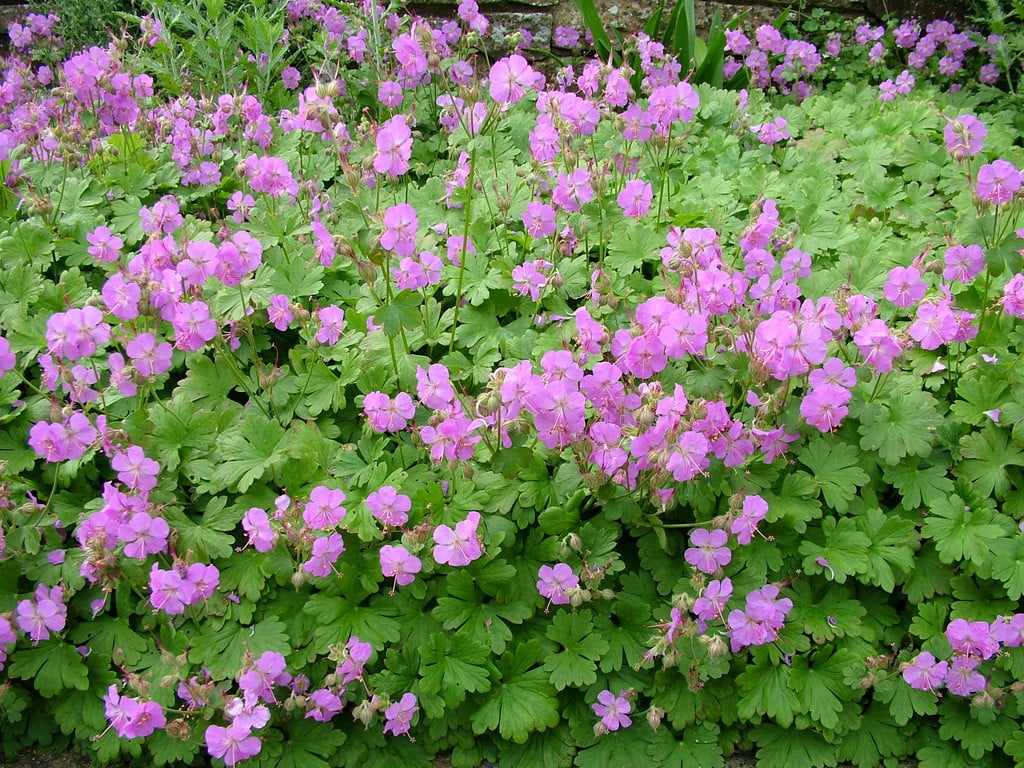 Geranium × cantabrigiense 'Cambridge' | cranesbill 'Cambridge ...