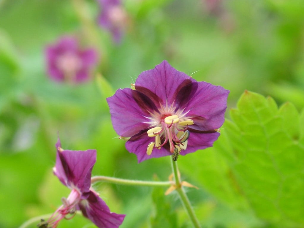 Munich cranesbill 'Muldoon'