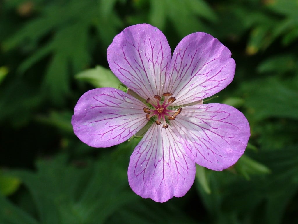 Geranium koraiense | Korean cranesbill Herbaceous Perennial/RHS