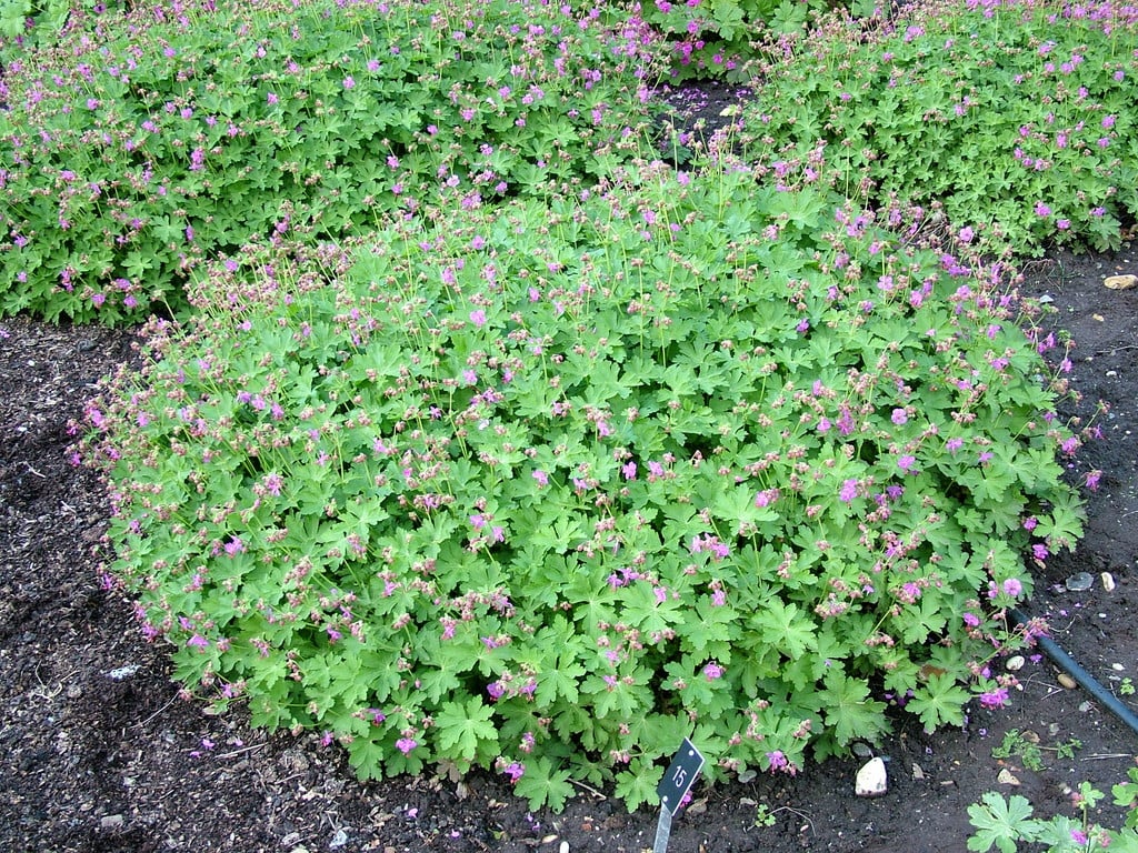 big-root cranesbill 'Mytikas'