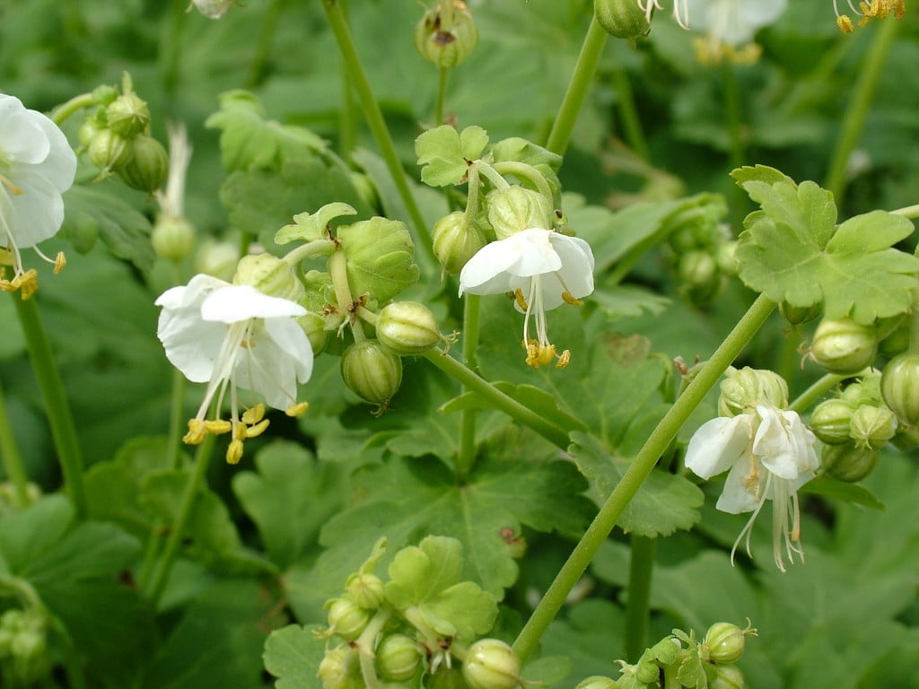 big-root cranesbill 'White-Ness'