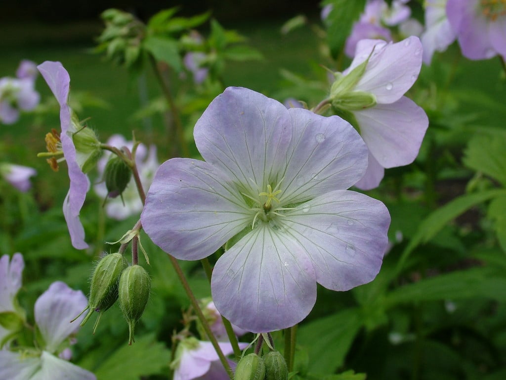 spotted cranesbill 'Beth Chatto'