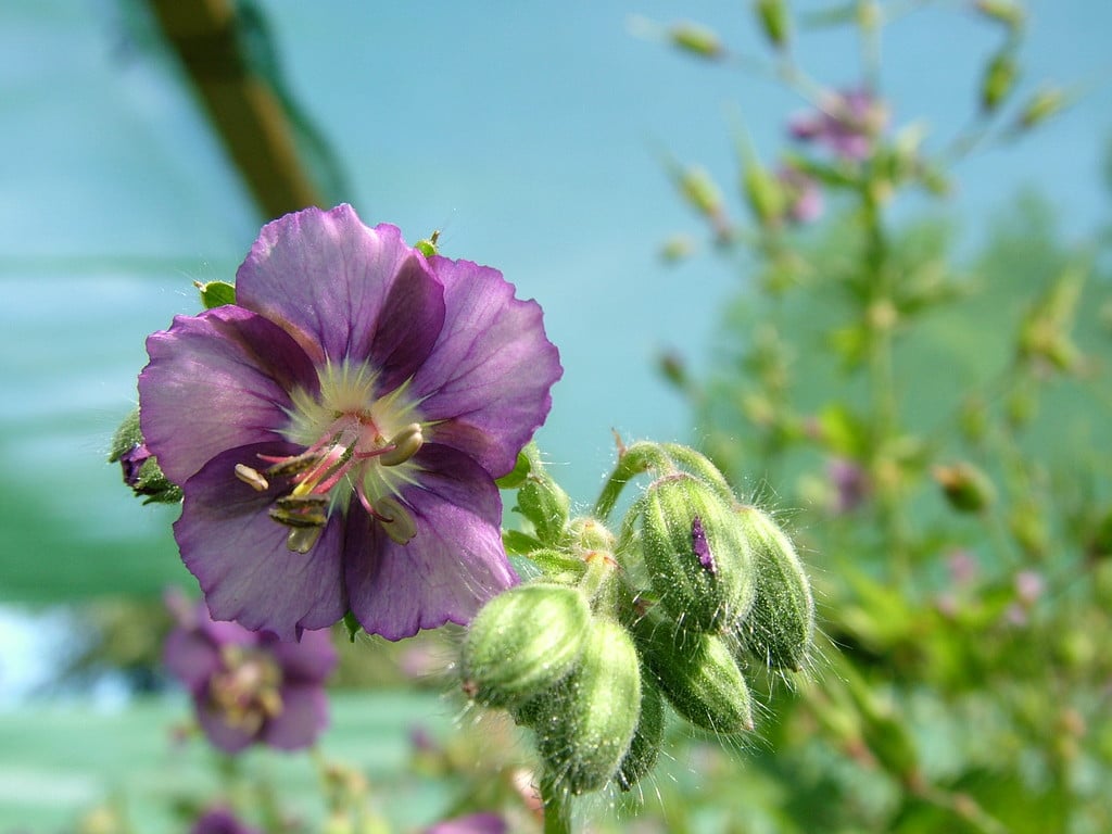 dusky cranesbill 'Calligrapher'