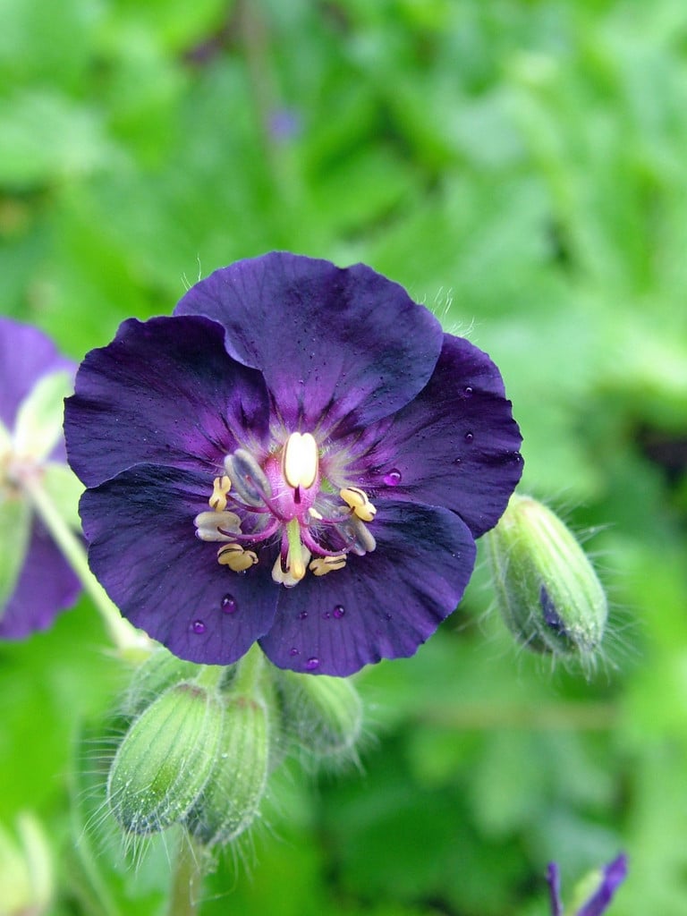 dusky cranesbill 'Our Pat'