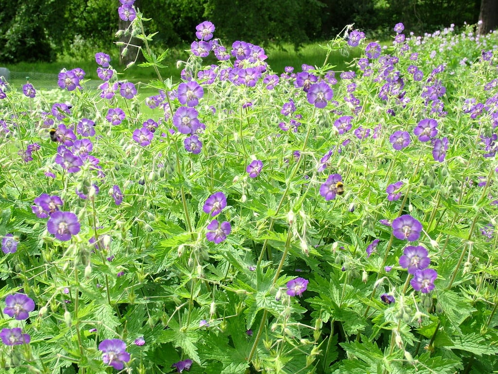 dusky cranesbill 'Langthorns Blue'