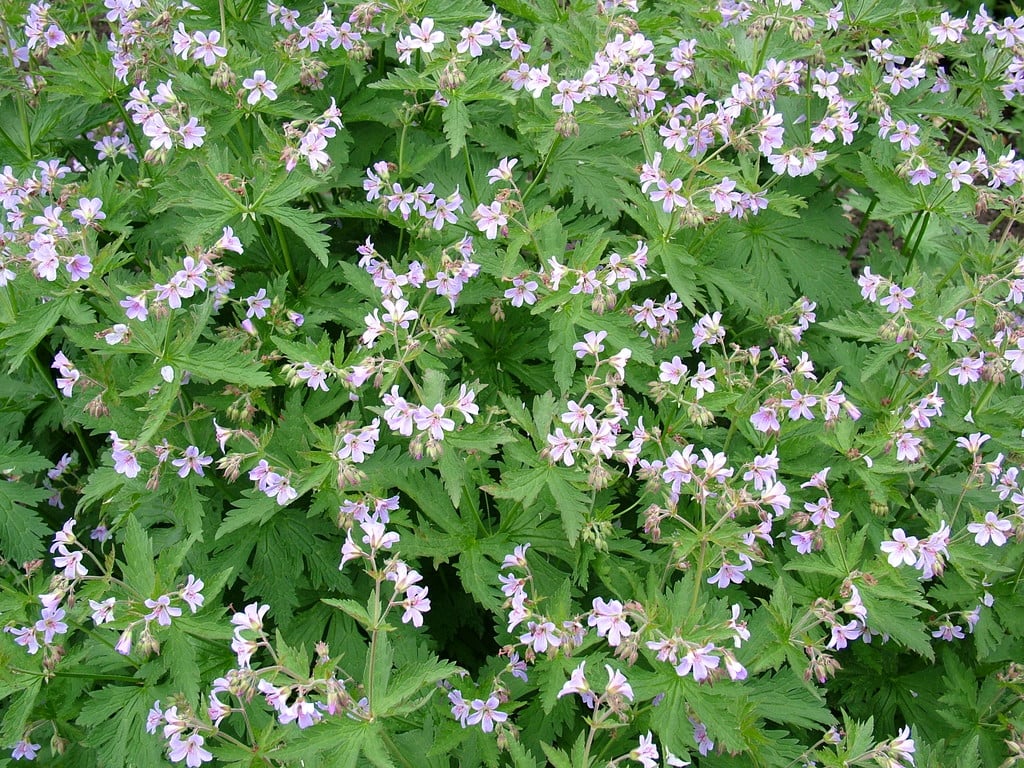 cranesbill 'Prelude'