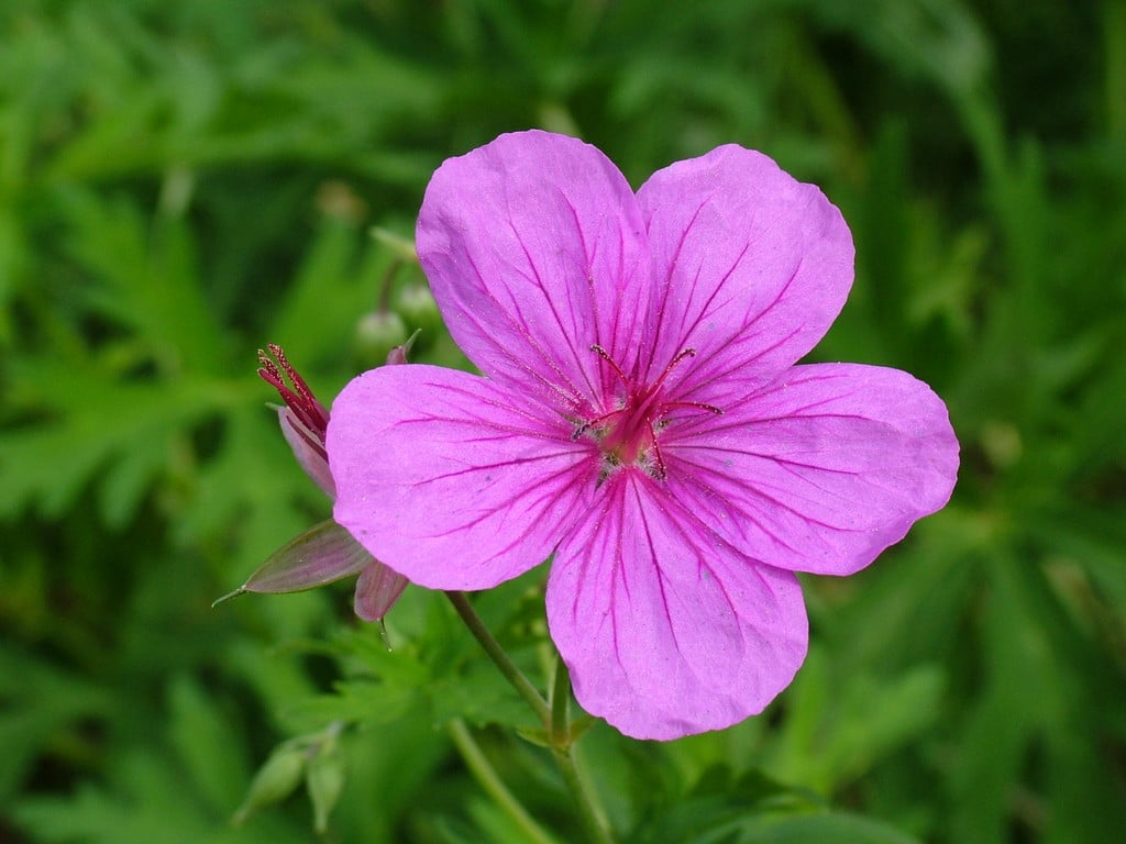 Geranium soboliferum var. kiusianum | Kyushiu creeping cranesbill ...