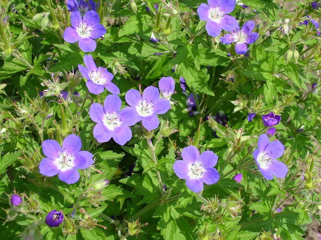 Geranium sylvaticum &Amy Doncaster& | wood cranesbill &Amy Doncaster ...