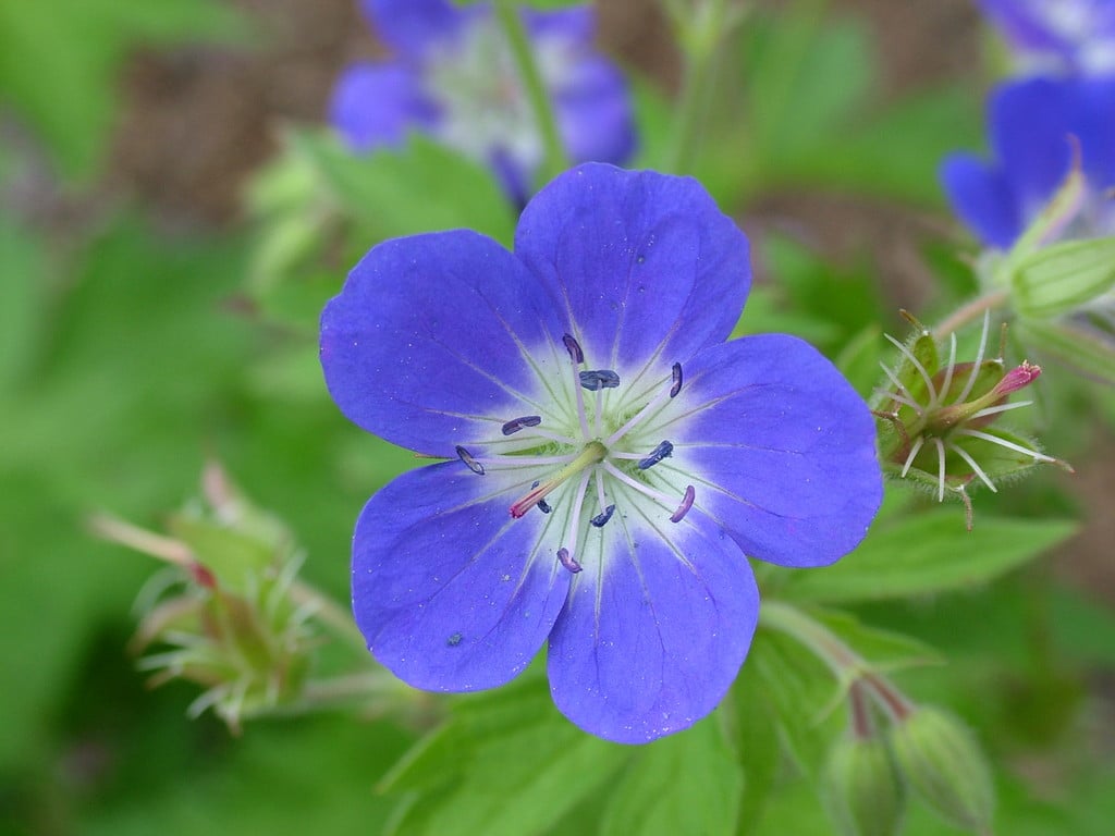 wood cranesbill 'Amy Doncaster'