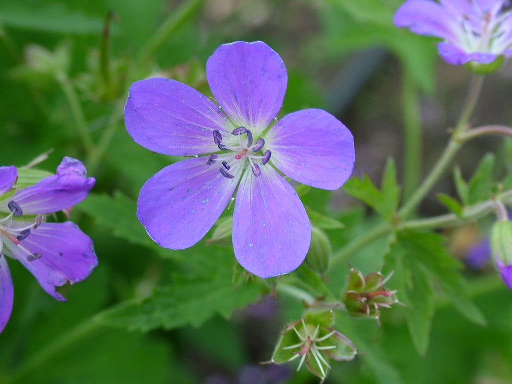 wood cranesbill 'Birch Lilac'