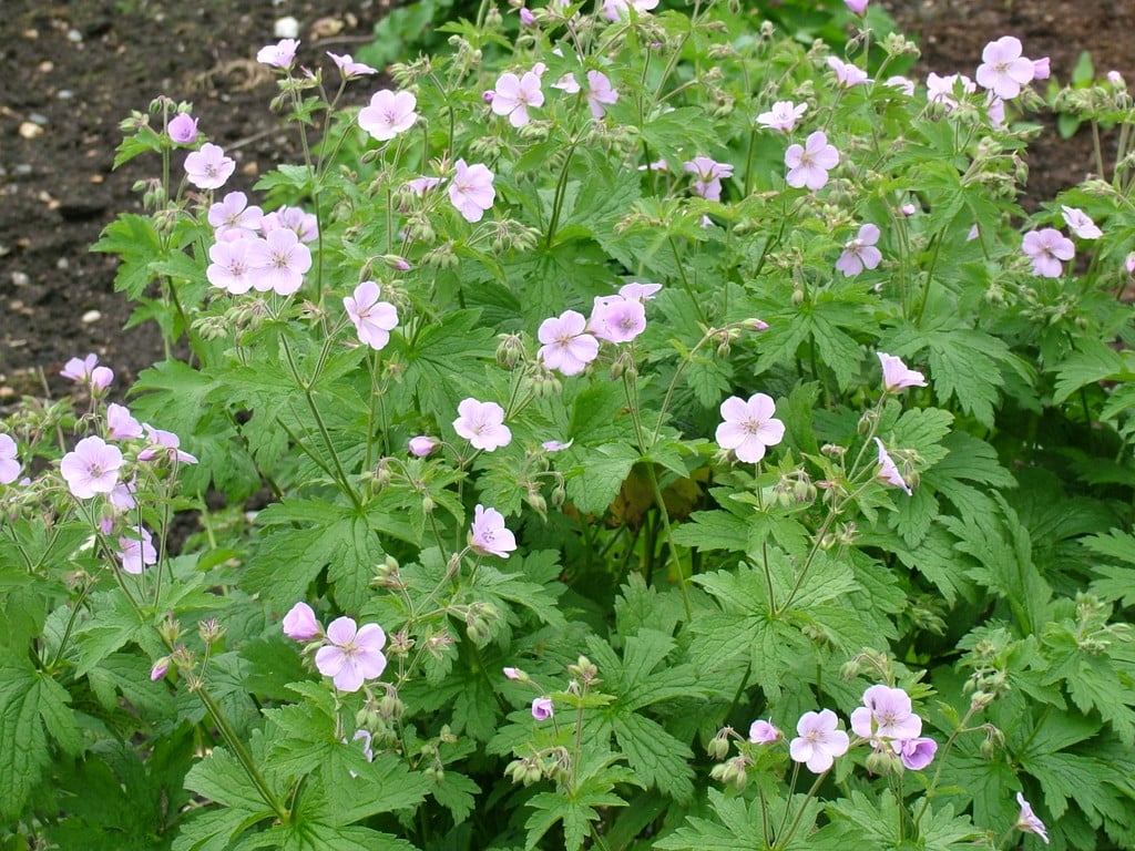 wood cranesbill 'Coquetdale Lilac'