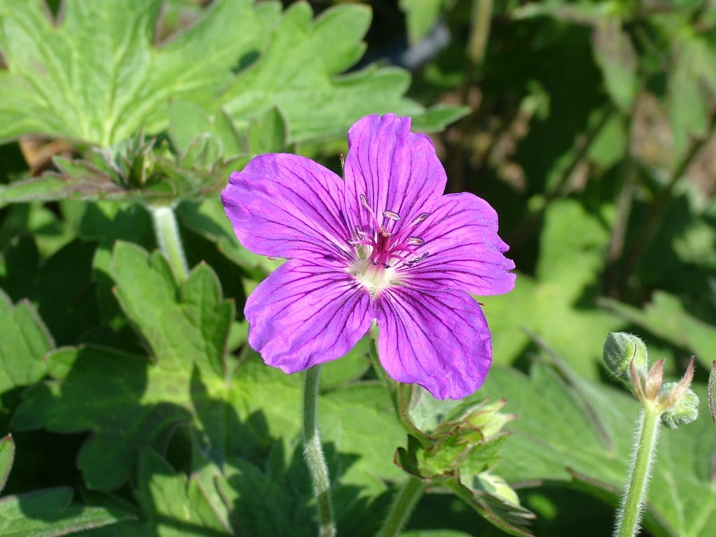 cranesbill 'Lakwijk Star'