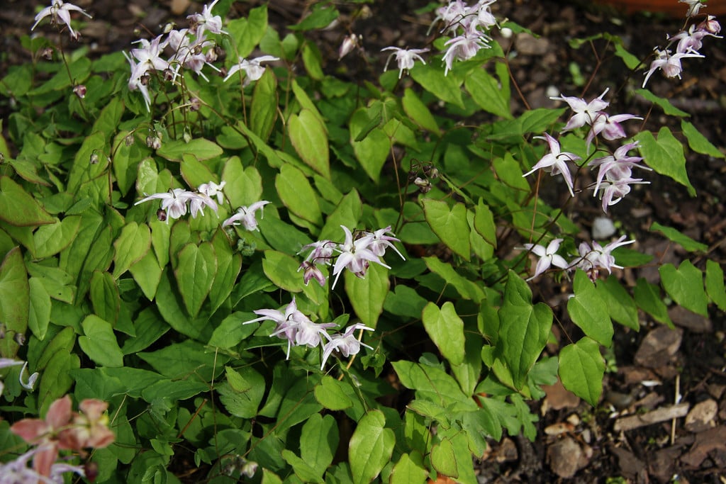 barrenwort 'Akebono'