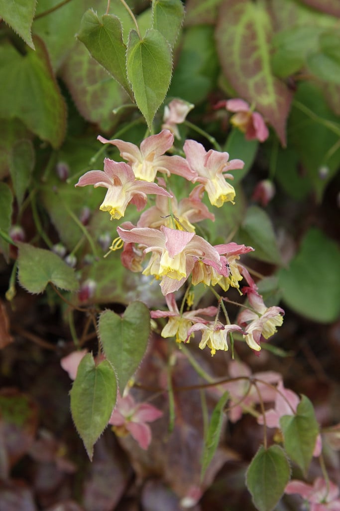 rhizomatous barrenwort
