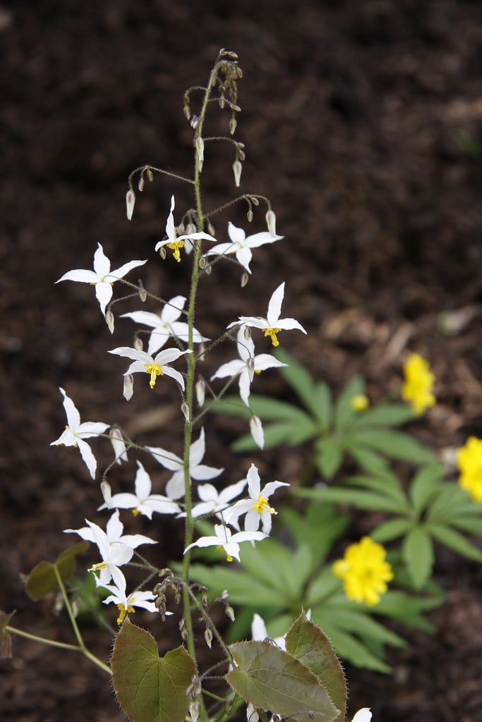barrenwort 'Wudang Star'