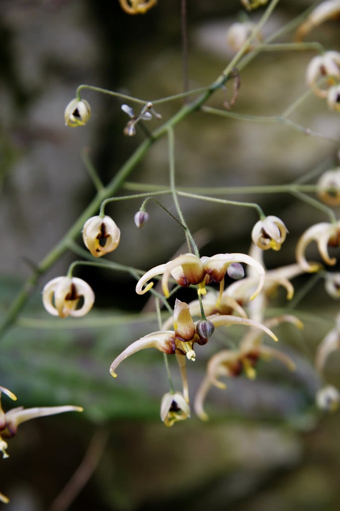 barrenwort 'Caramel'