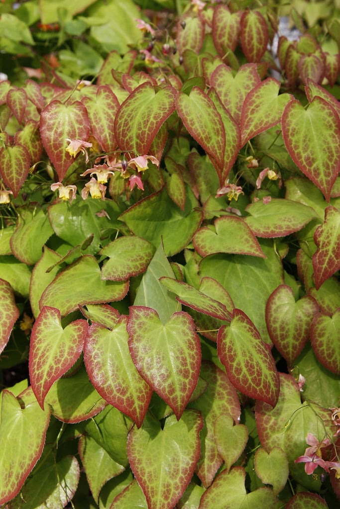 barrenwort 'Cupreum'