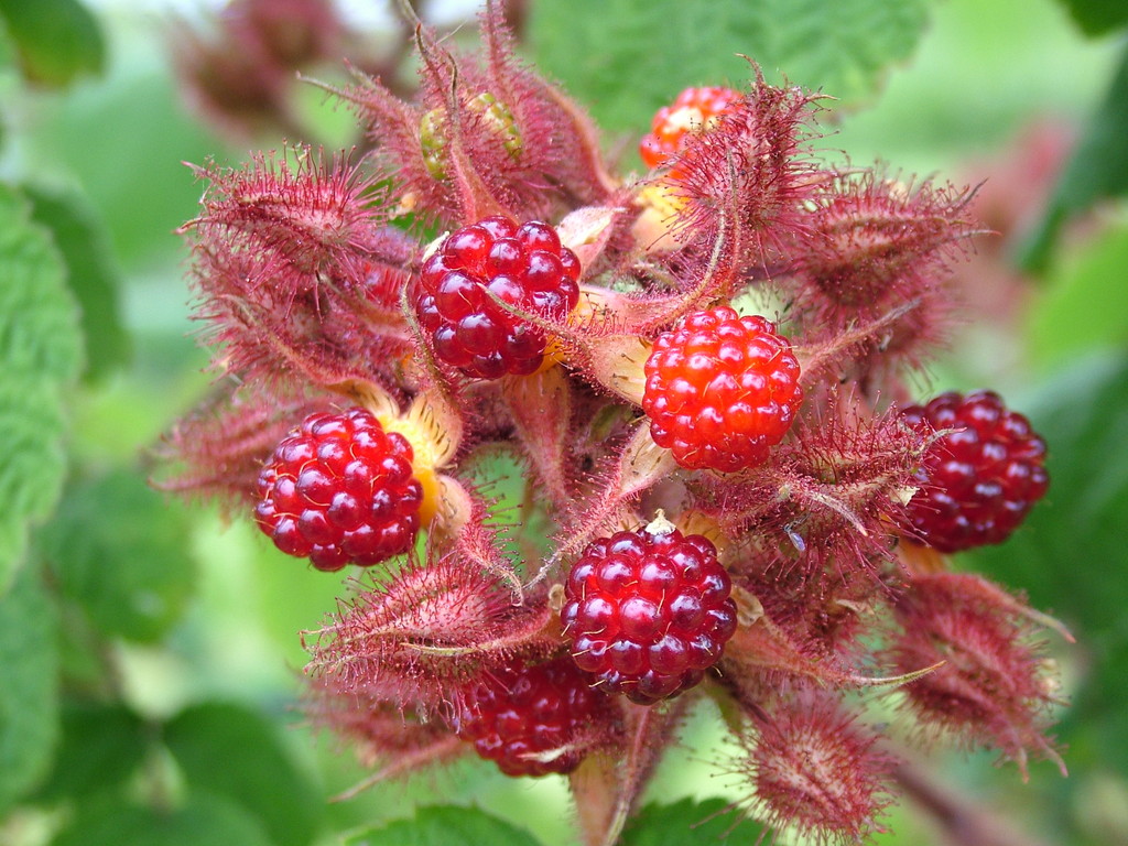 wineberry