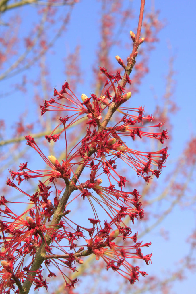 Japanese red maple