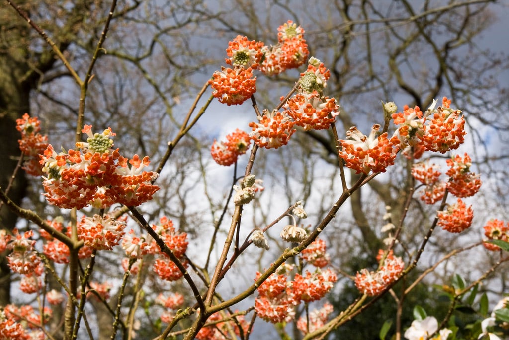 paperbush 'Red Dragon'