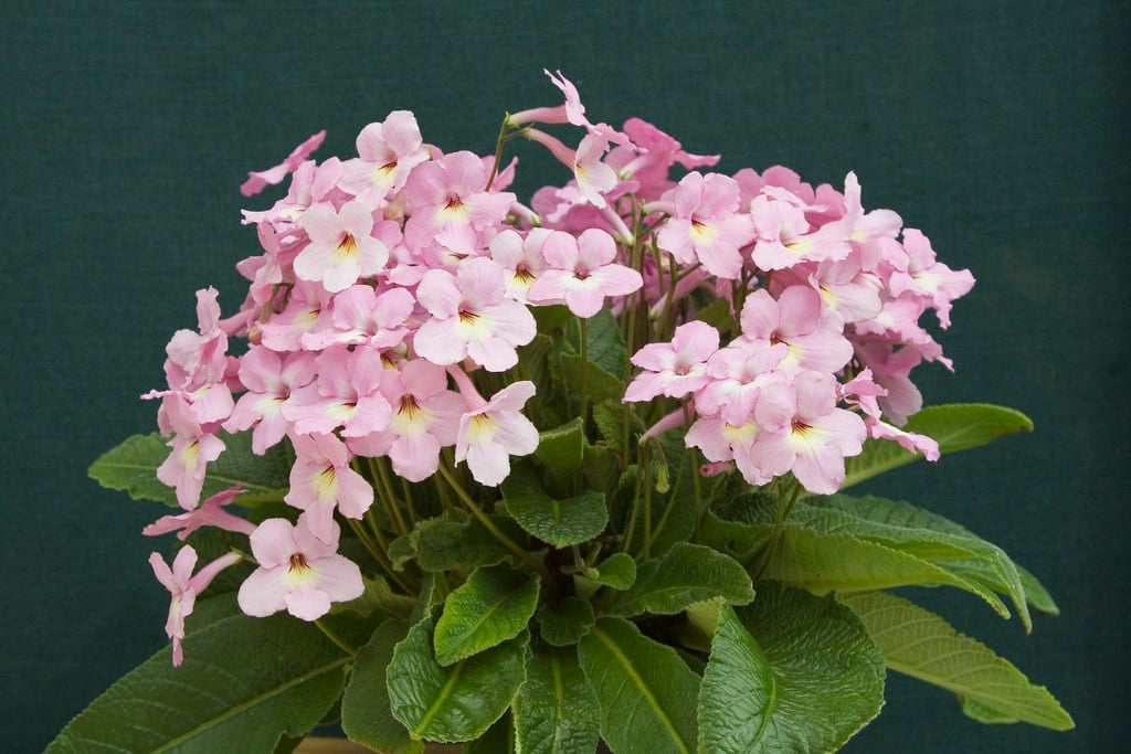 Cape primrose 'Hannah'