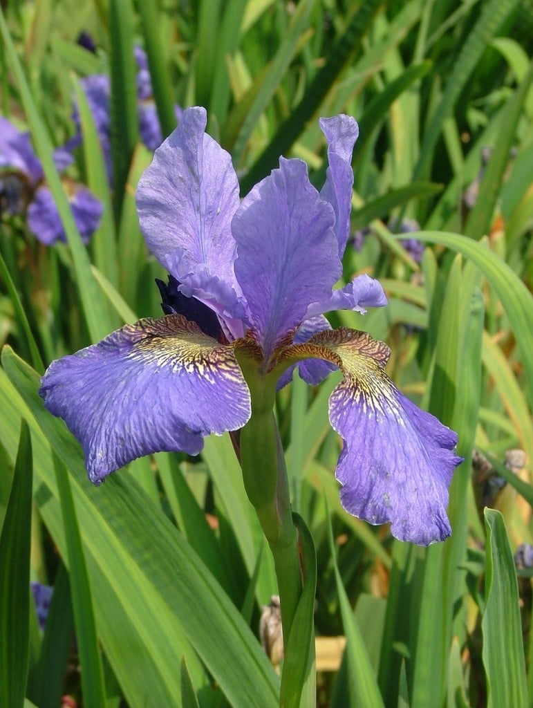 Iris &Peter Hewitt& (Sib) Siberian iris &Peter Hewitt& Herbaceous