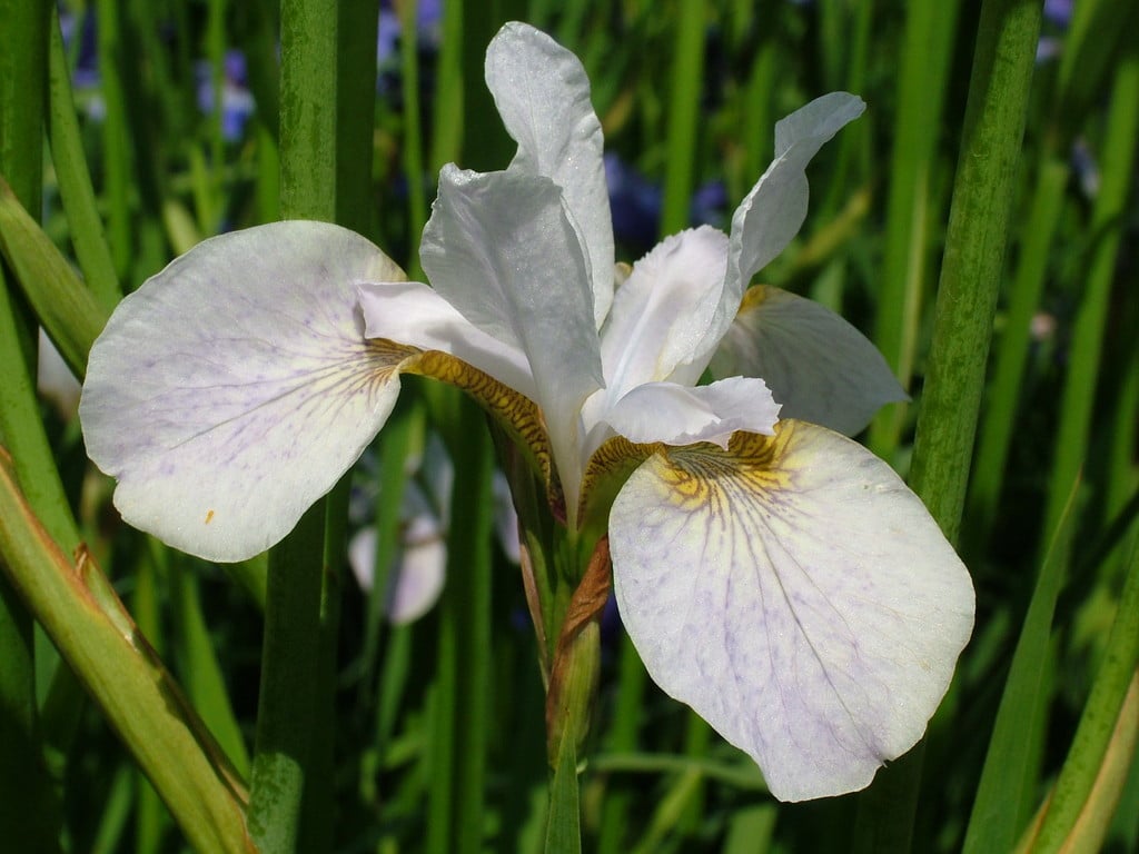 Siberian iris 'Hohe Warte'