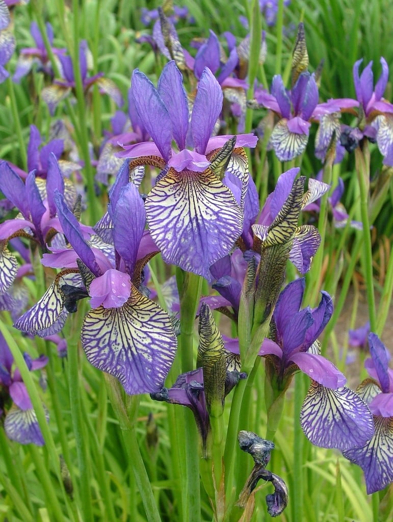 Siberian iris 'Shaker's Prayer'