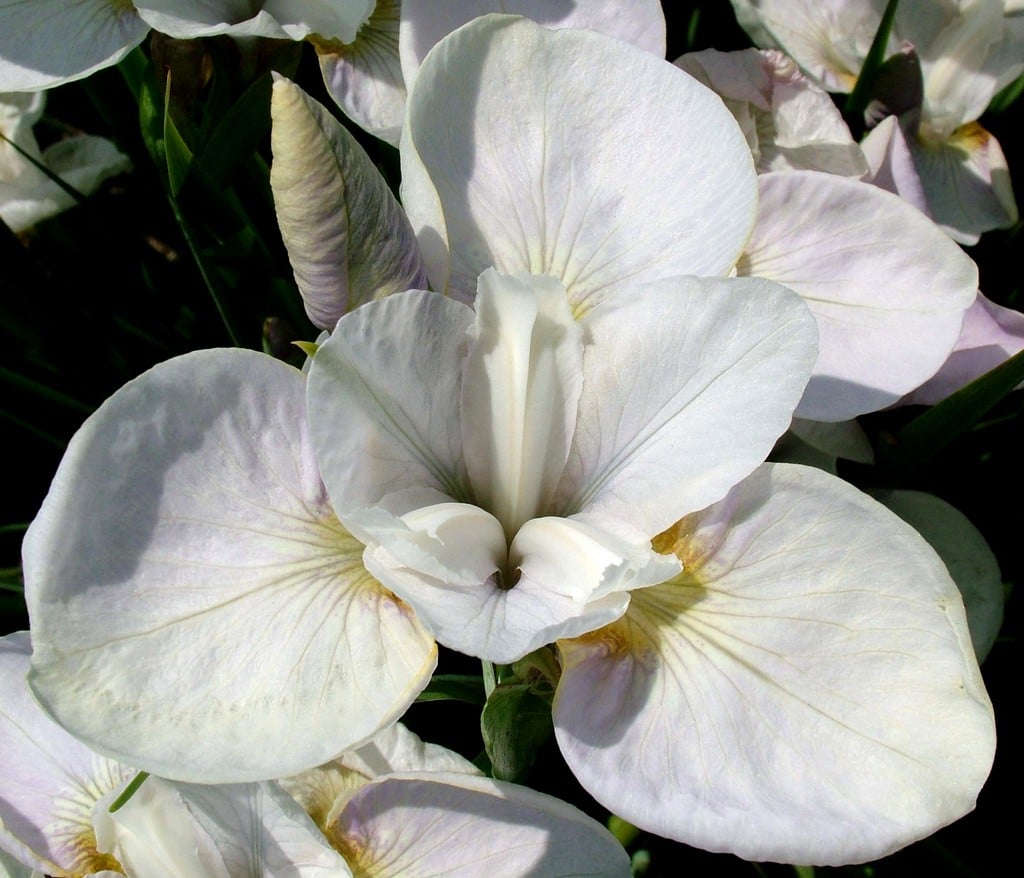 Siberian iris 'Simple Gifts'