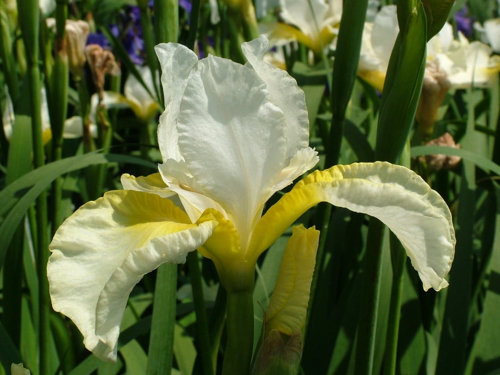 Siberian iris 'Viel Creme'
