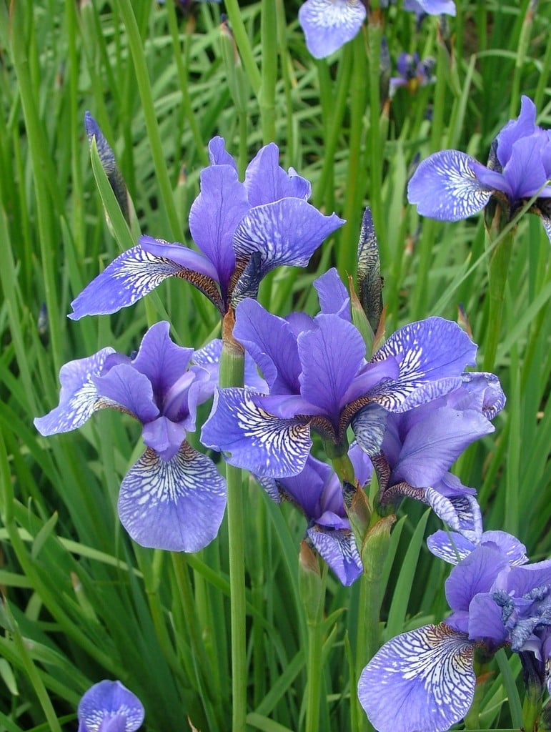 Iris &Wealden Butterfly& (Sib) | Siberian iris &Wealden Butterfly ...