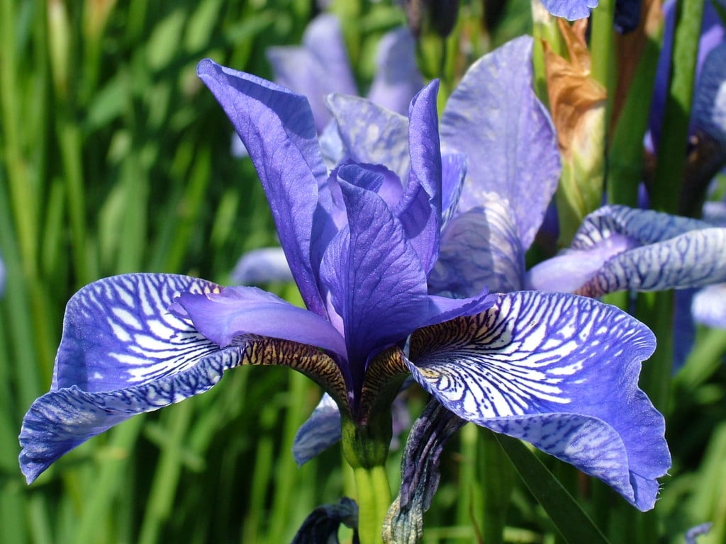 Siberian iris 'Wealden Butterfly'