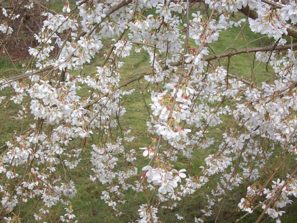 Yoshino cherry 'ivensii'