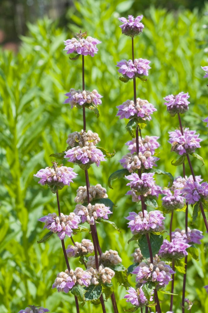 sage-leaf mullein 'Amazone'