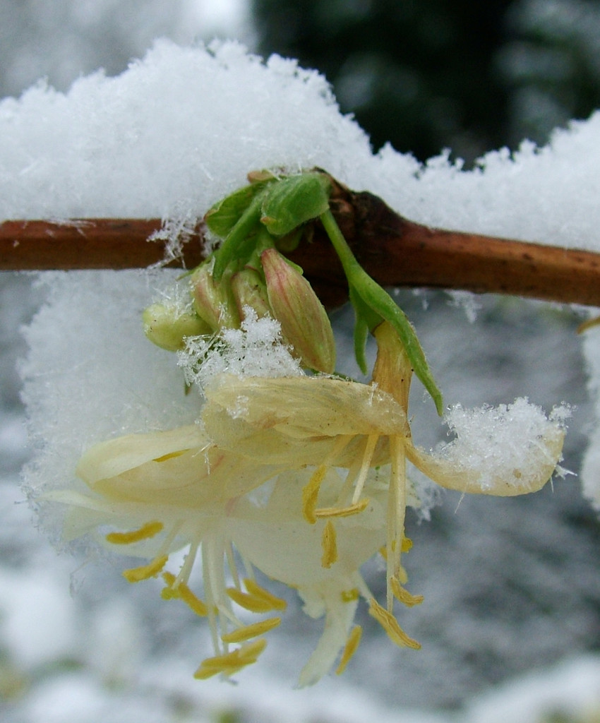 Purpus honeysuckle