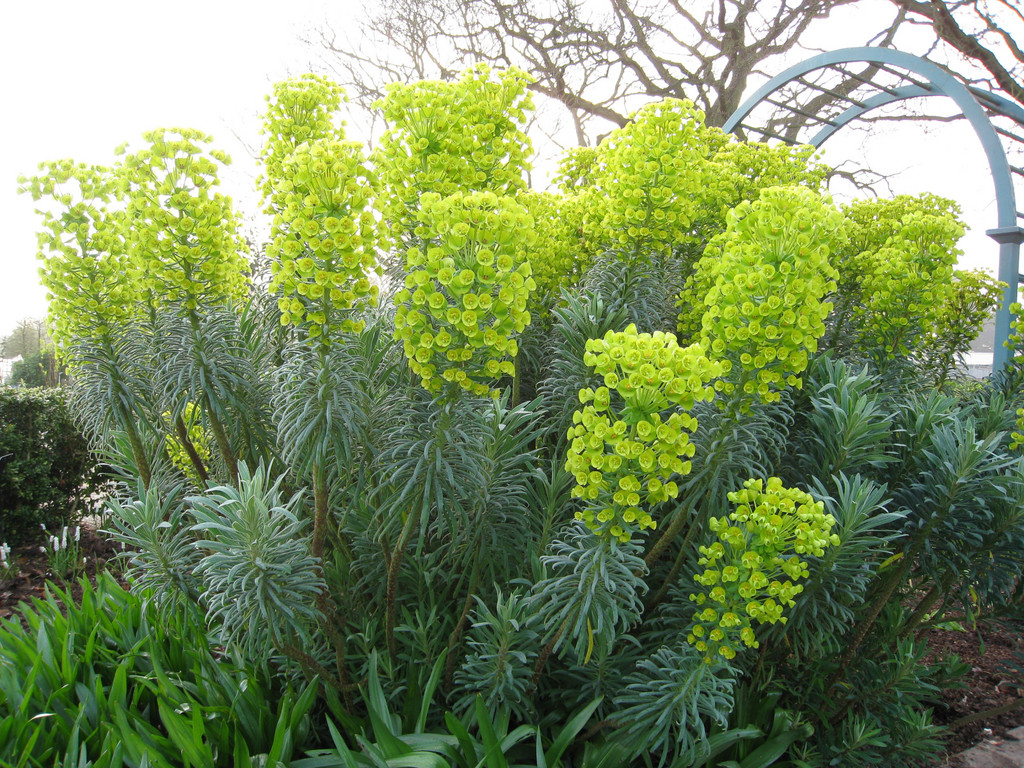 Mediterranean spurge