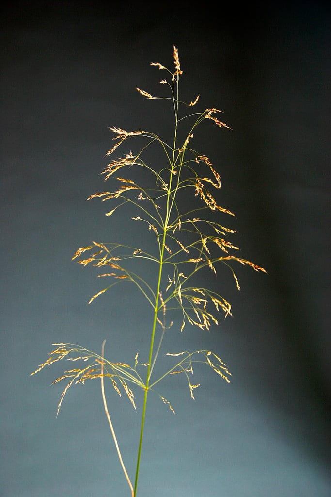 Oryzopsis miliacea | smilo grass Grass Like/RHS Gardening