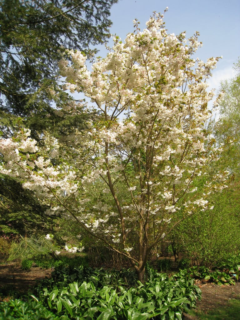 cherry 'Shizuka'