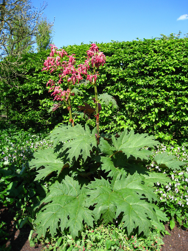 Chinese rhubarb