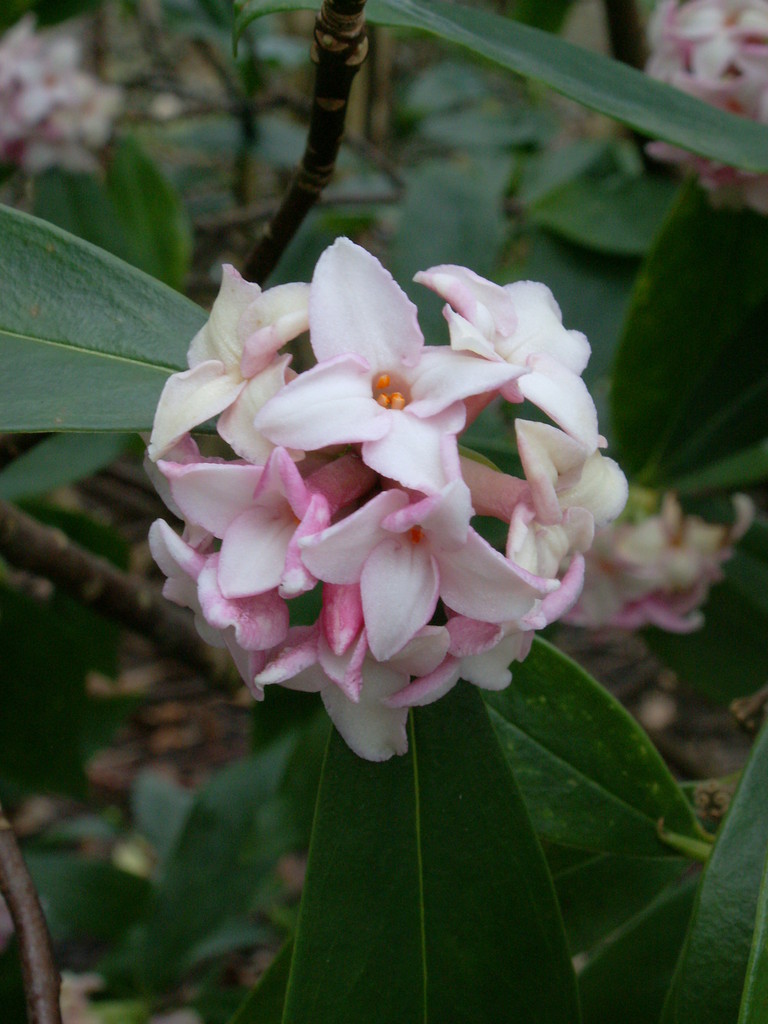 winter daphne