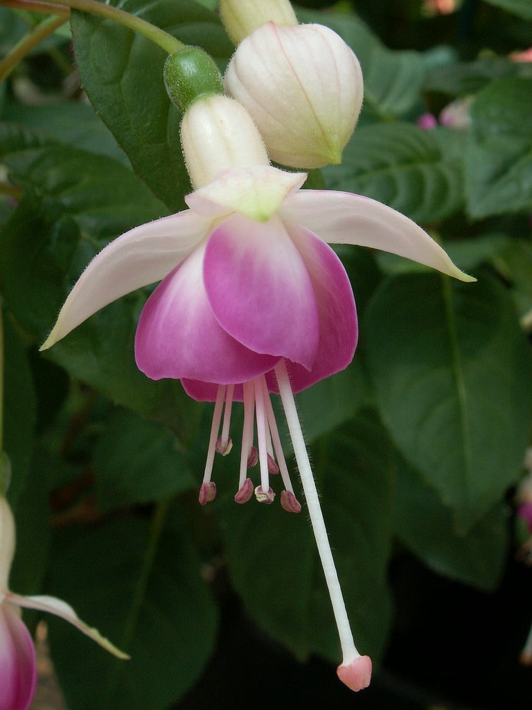 fuchsia 'Bon Accorde'