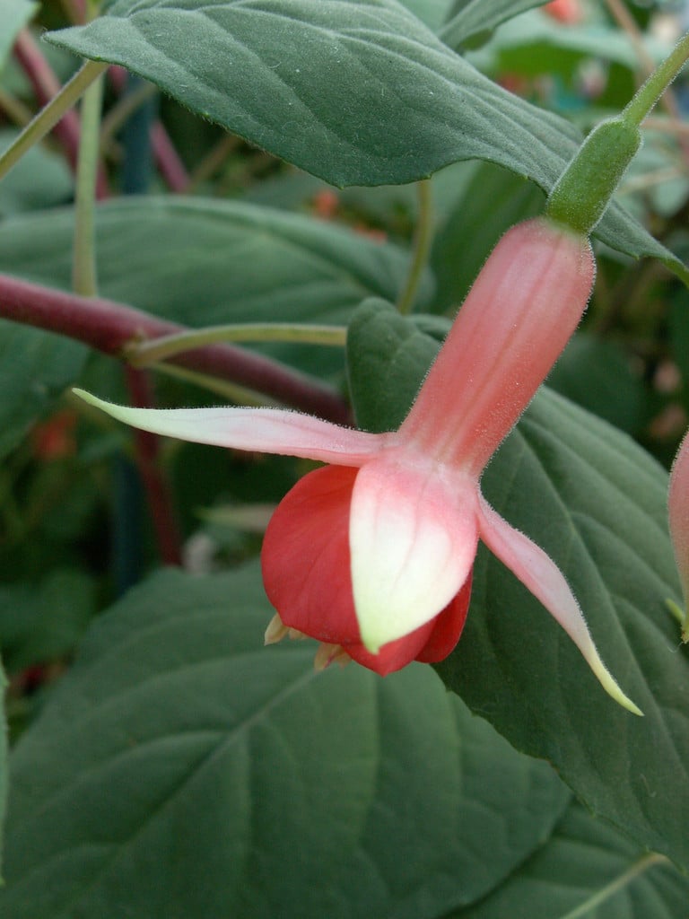 fuchsia 'Machu Picchu'