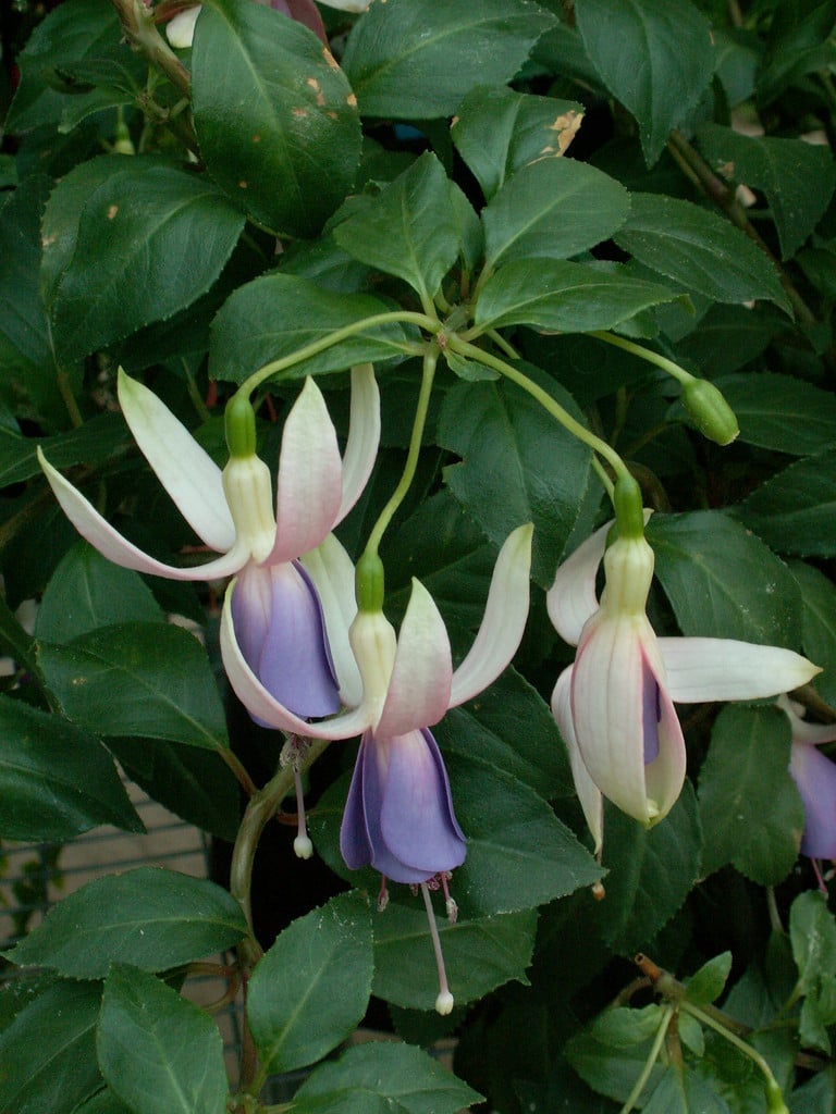 Fuchsia &Doreen Redfern& | fuchsia &Doreen Redfern& Shrubs/RHS