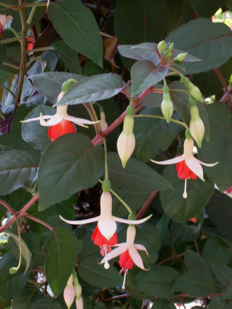 fuchsia 'Walz Jubelteen'