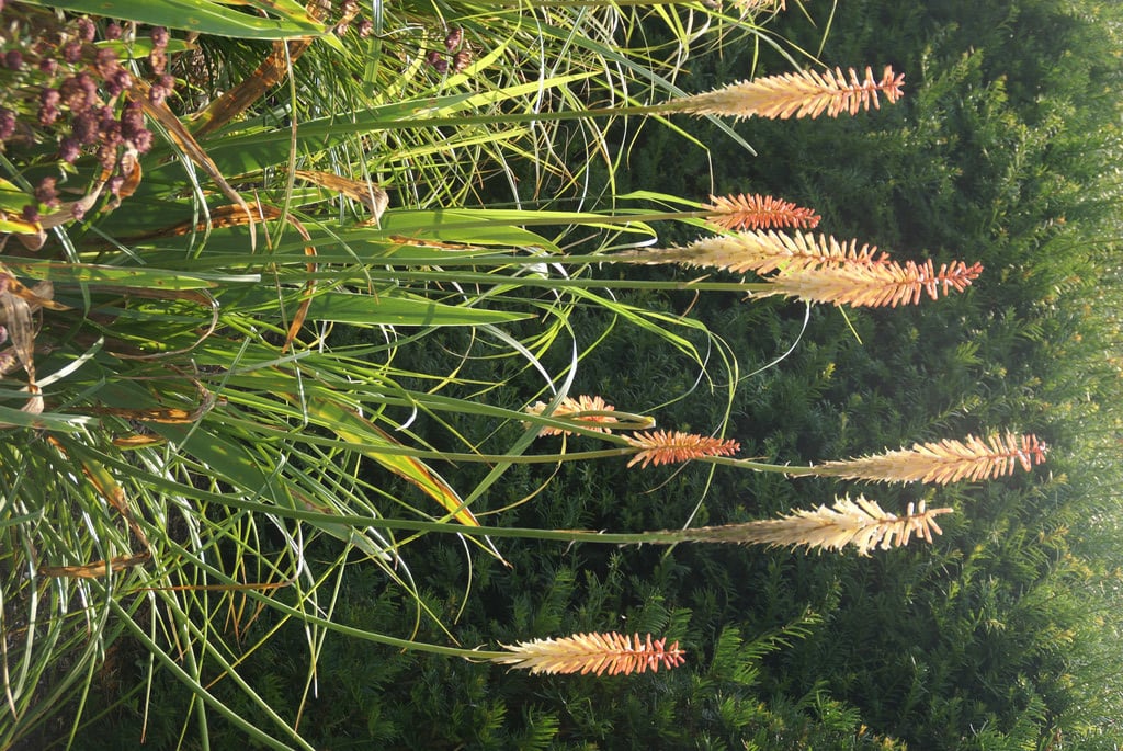 red-hot poker 'Jenny Bloom'