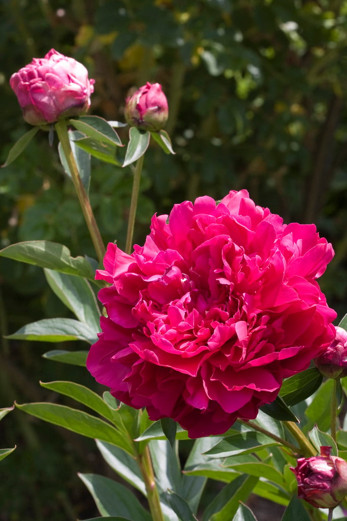 peony 'Paul M. Wild'